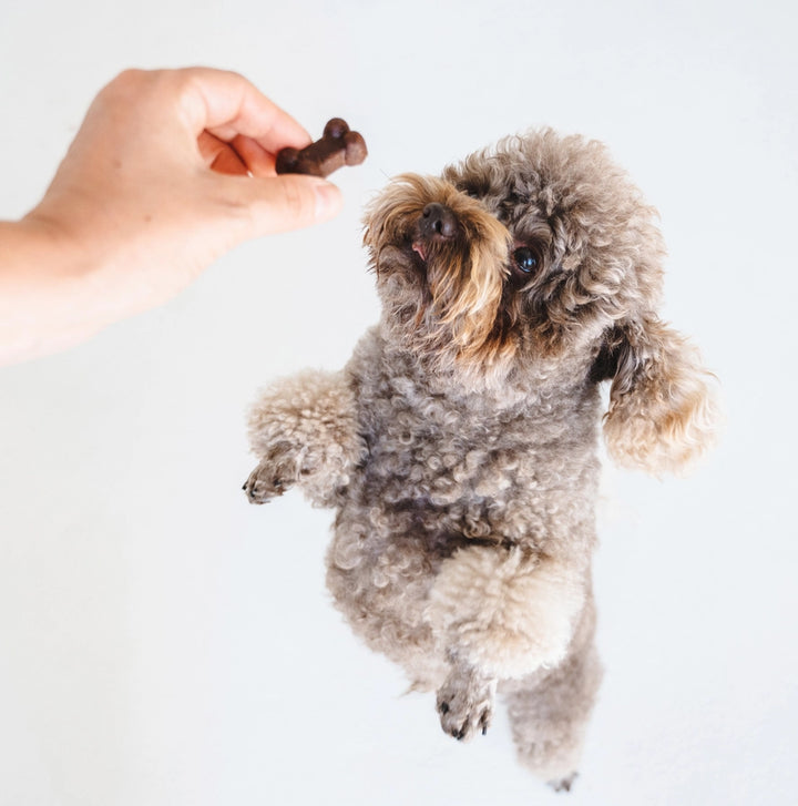 Gizzls - SOFT BITES Biscoitos de manteiga de amendoim e banana para cães