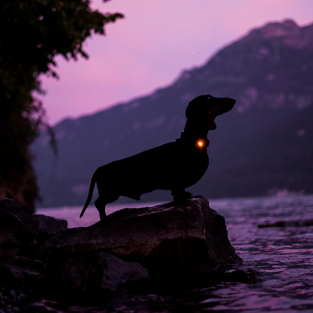 Orbiloc Dog Dual LED Safety Light