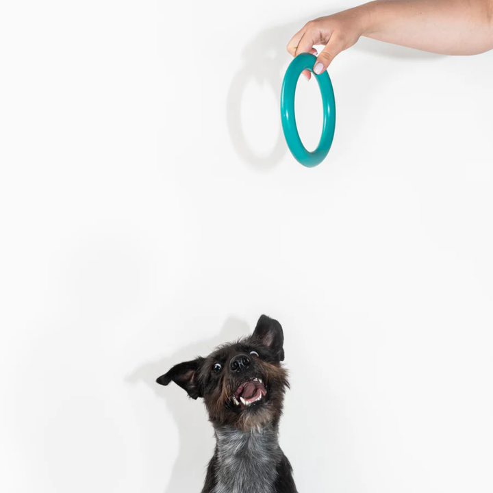 A playful black dog excitedly looks up at a turquoise chew ring toy being held above by a person. The durable, eco-friendly toy is perfect for interactive games, stimulating both exercise and wellness. This sustainable dog accessory is ideal for conscious pet owners looking for high-quality, environmentally friendly dog products.