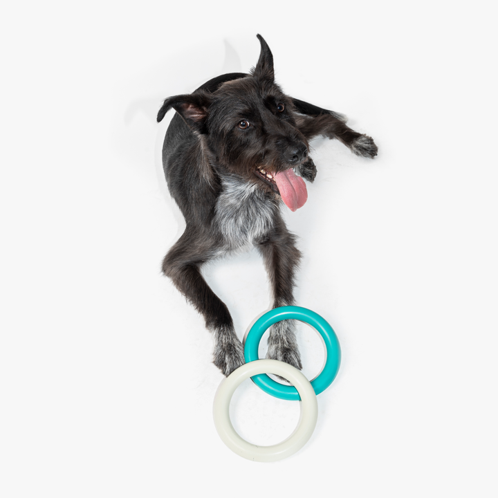 A playful black dog rests on the floor with its tongue out, surrounded by two Berty 'Great Ring' chew toys in turquoise and oyster colors. These durable, eco-friendly rings, made from natural rubber, are perfect for interactive play, promoting exercise and wellness. Ideal for conscious dog parents seeking sustainable and high-quality dog accessories.