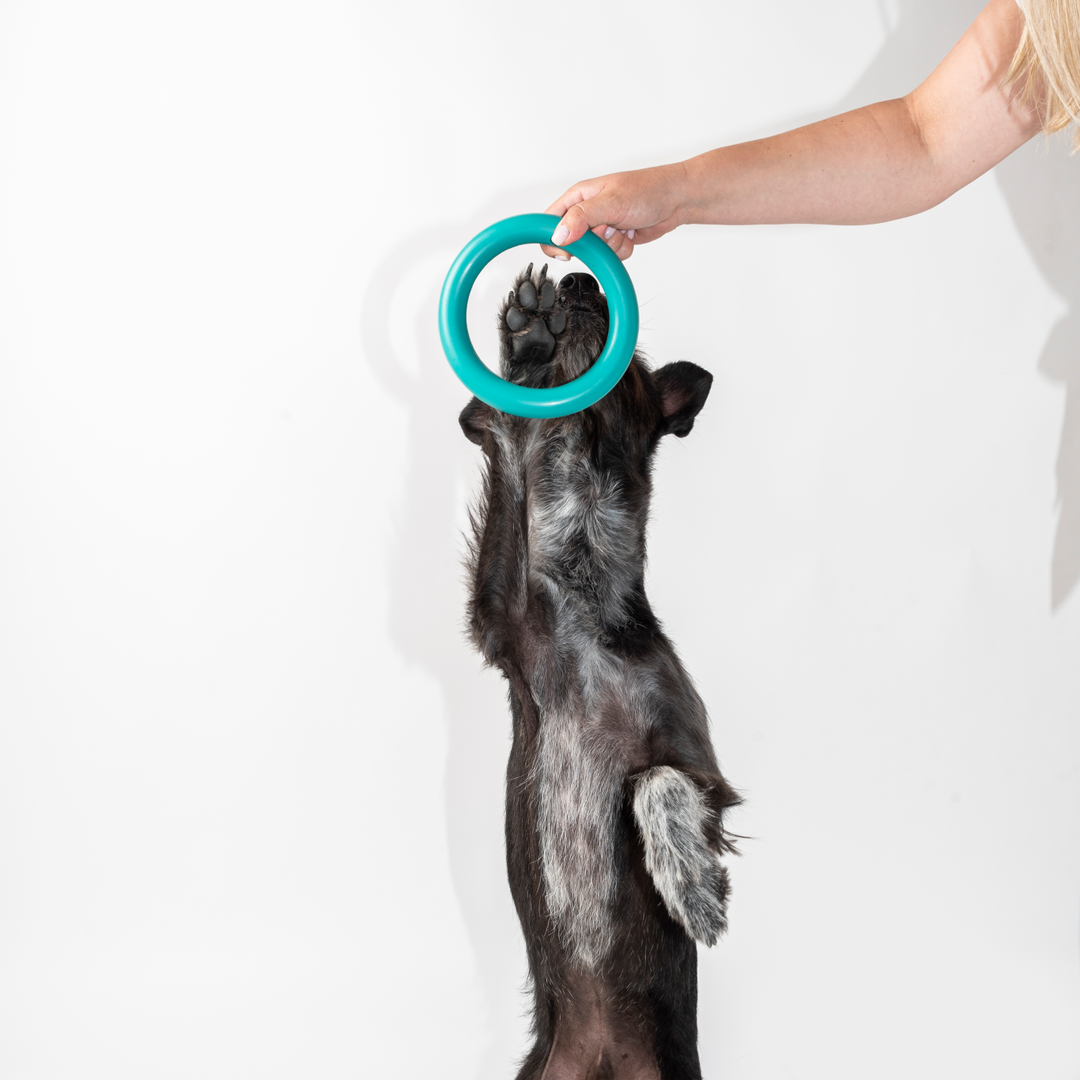 A playful black dog jumps up to reach a turquoise chew ring toy being held by a person. The durable, natural rubber ring is ideal for interactive play, promoting exercise and wellness. This eco-friendly dog toy is perfect for conscious dog parents seeking sustainable, high-quality dog accessories that combine fun with environmentally friendly materials.