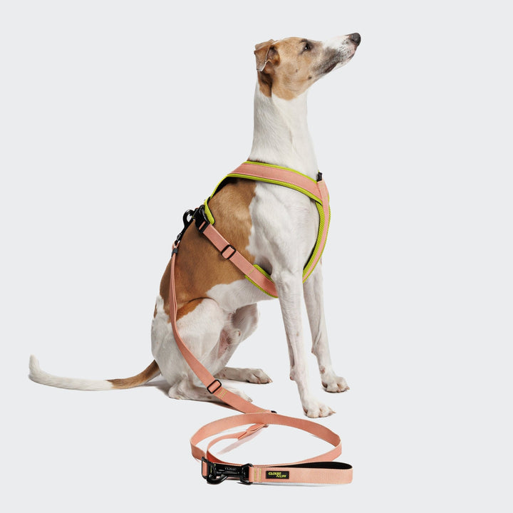 Cloud7 - Y - 1 AKTIV Harness - Peach - OhMyDog&Co