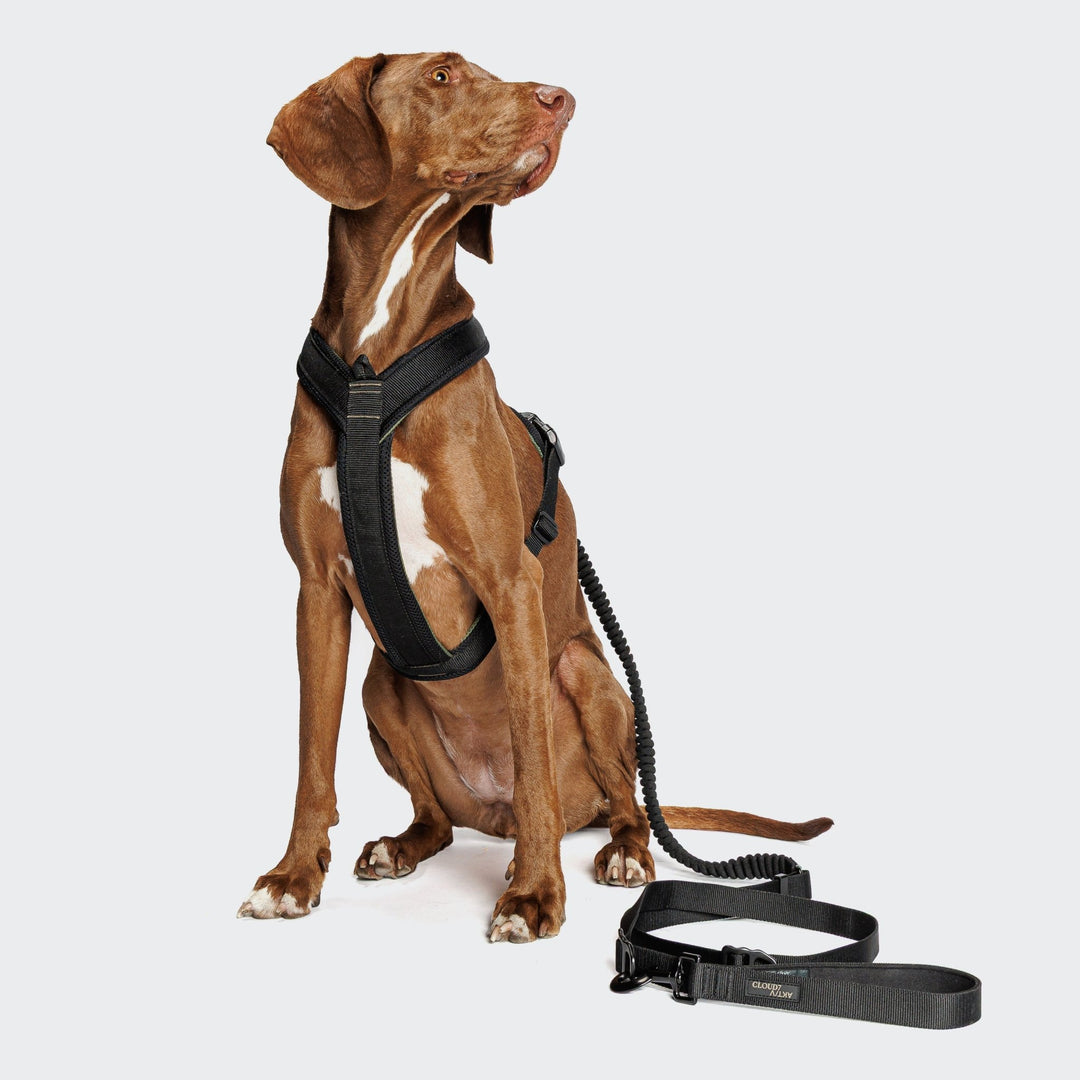 Cloud7 - Y - 1 AKTIV Harness - Black - OhMyDog&Co