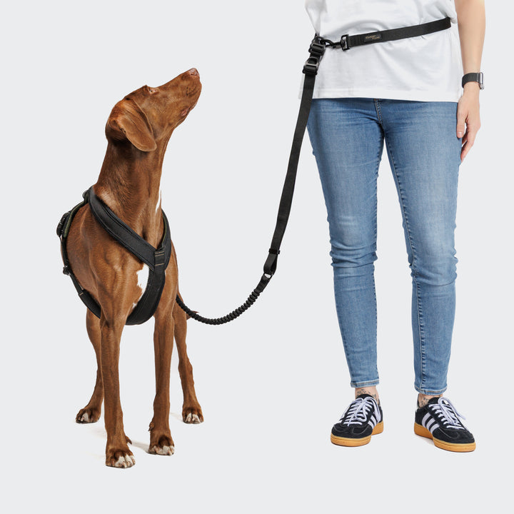 Cloud7 - Y - 1 AKTIV Harness - Black - OhMyDog&Co
