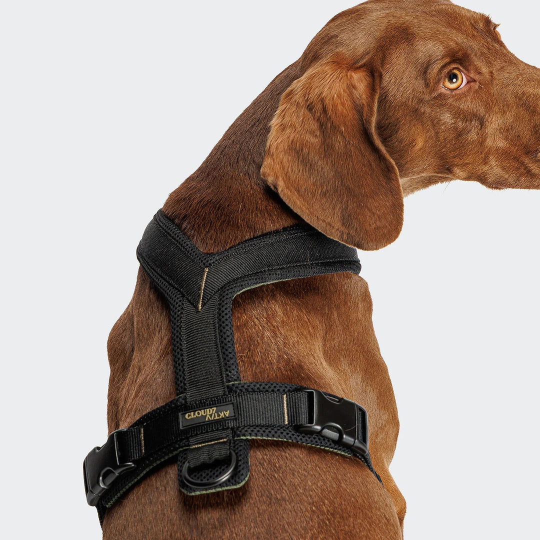 Cloud7 - Y - 1 AKTIV Harness - Black - OhMyDog&Co