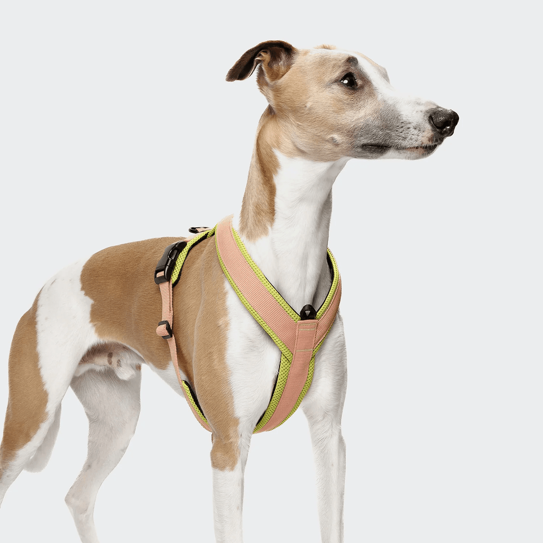 Cloud7 - Y - 1 AKTIV Harness - Peach - OhMyDog&Co