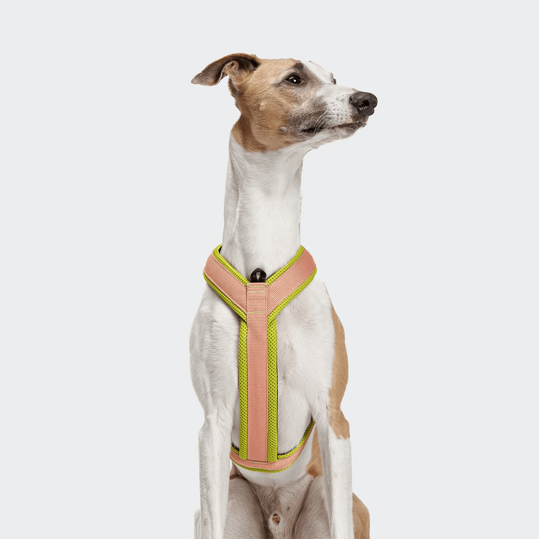 Cloud7 - Y - 1 AKTIV Harness - Peach - OhMyDog&Co