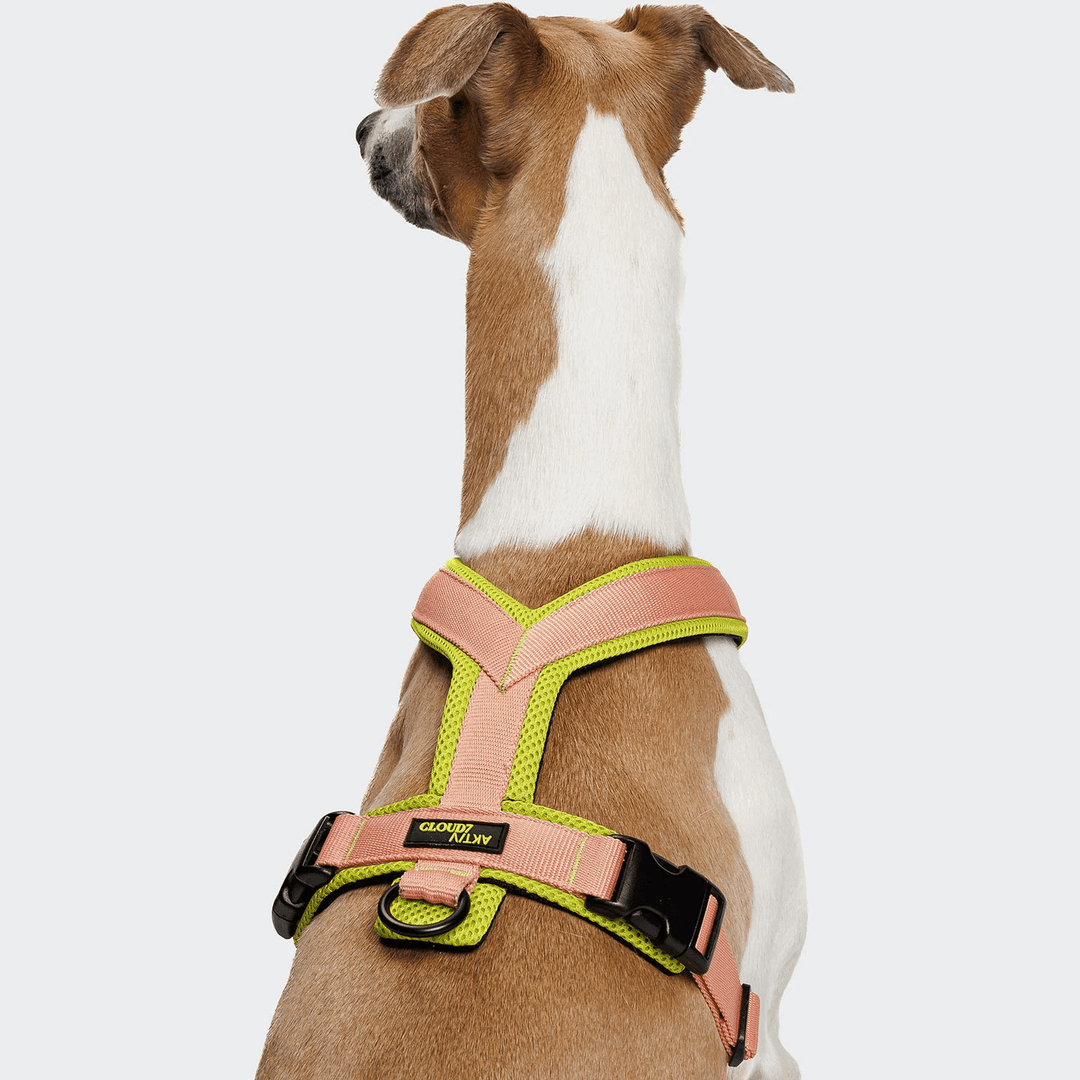 Cloud7 - Y - 1 AKTIV Harness - Peach - OhMyDog&Co