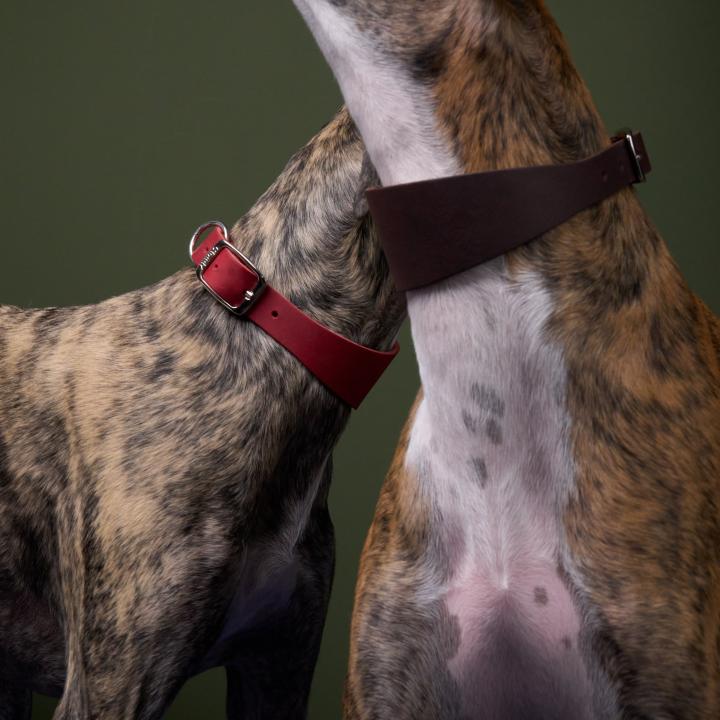 Cloud7 - REGENT PARK Whippet & Greyhound Collar