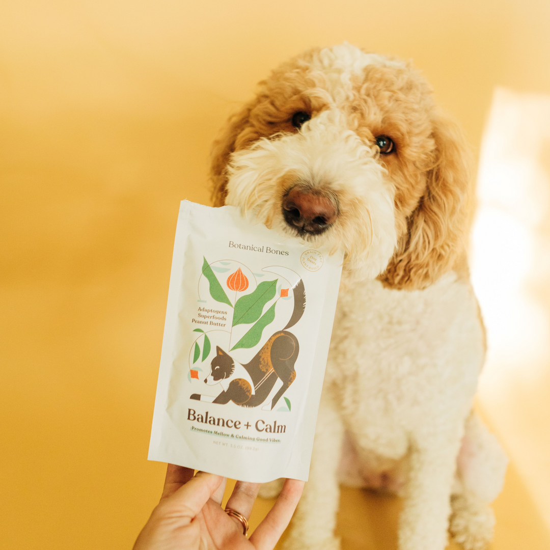 A fluffy brown and white dog holds a package of Botanical Bones Balance + Calm treats in its mouth. The natural, calming dog treats, made with adaptogens, superfoods, and peanut butter, are designed to promote relaxation. Perfect for conscious dog parents focused on wellness, these organic treats are ideal for supporting a pet's emotional balance.