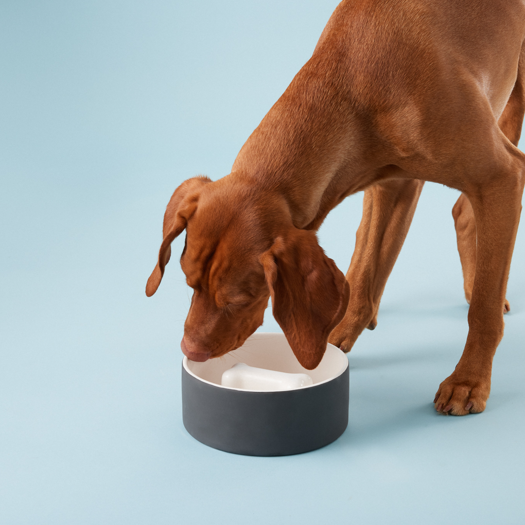 Paikka - SLOW FEED Dog Bowl