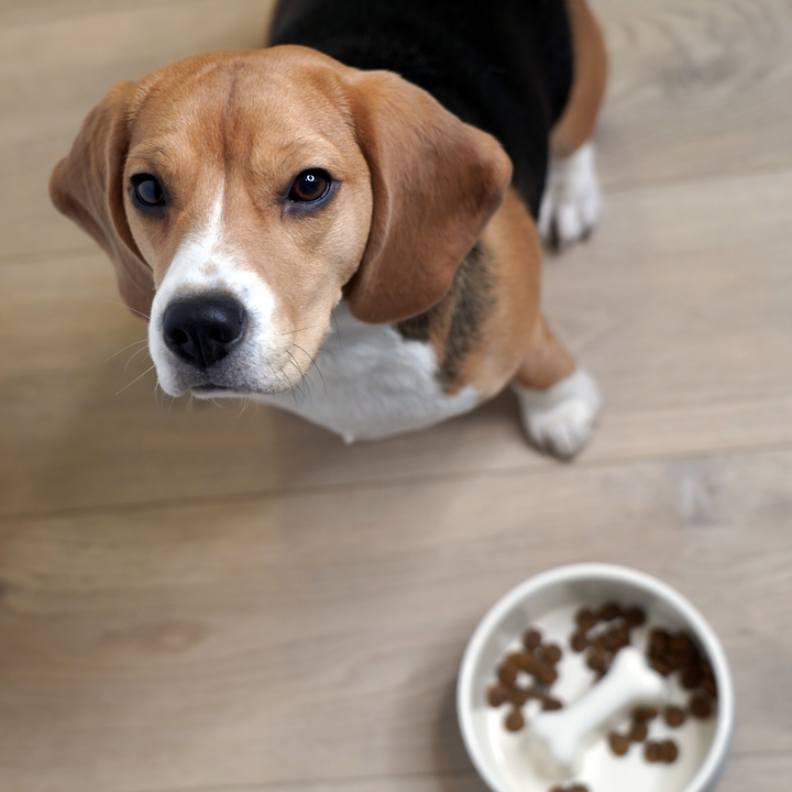 Paikka - SLOW FEED Dog Bowl