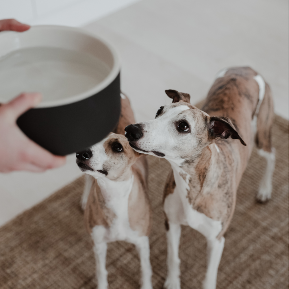 Two whippets eagerly await fresh water from a stylish, modern dog bowl with a black exterior and white interior. This premium, eco-friendly dog accessory is ideal for conscious dog owners seeking high-quality, sustainable dog gear that complements a luxury pet lifestyle.