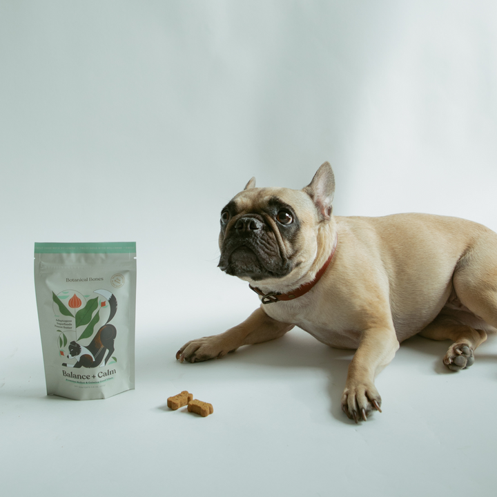 A French bulldog lies next to a package of Botanical Bones Balance + Calm treats, with a few bone-shaped treats placed in front. These calming, natural dog treats are made with adaptogens and superfoods, ideal for promoting relaxation and wellness. Perfect for conscious dog parents looking for organic, high-quality pet products to support their dog's emotional balance.