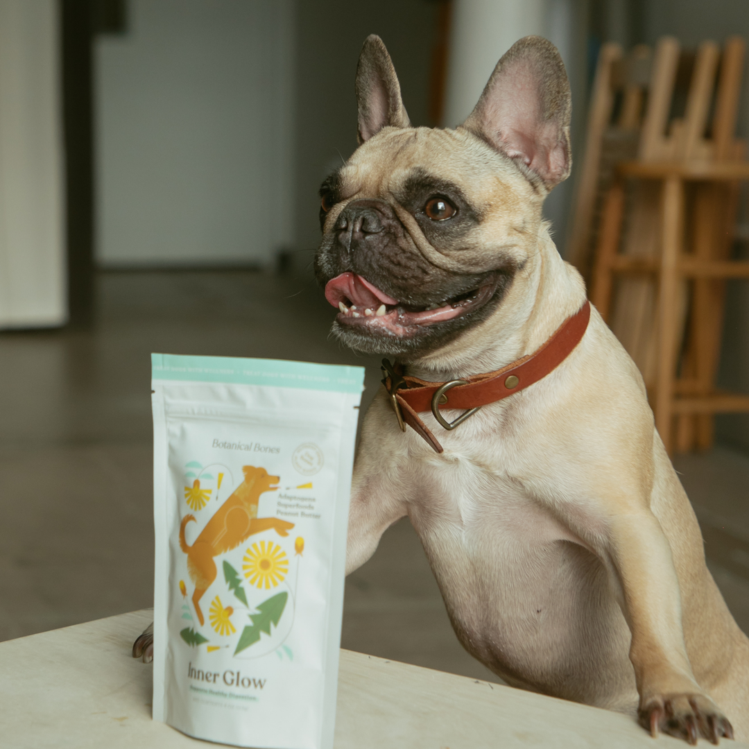 Botanical Bones - INNER GLOW Treats with holistic ingredients for dog digestion and gut health, beside a happy French bulldog.