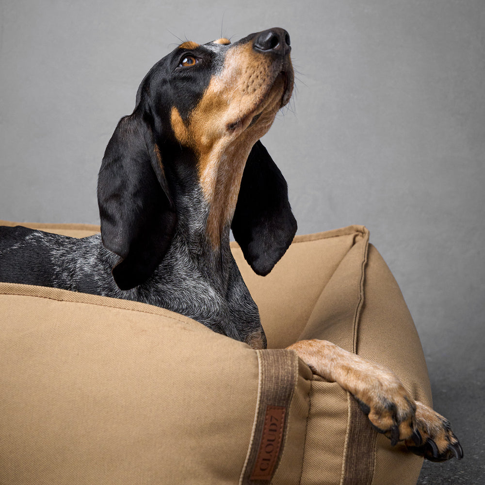 Dog resting in a beige Boost Canvas Dog Bed by Cloud7 with durable fabric and contrasting seam details.