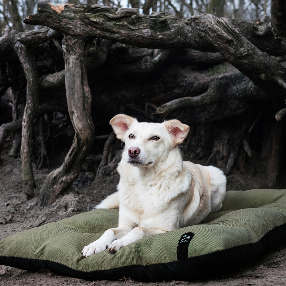 Cloud7 - RESC7UE Dog Pillow with waterproof bottom, shown outdoors with a relaxed white dog lying on it.