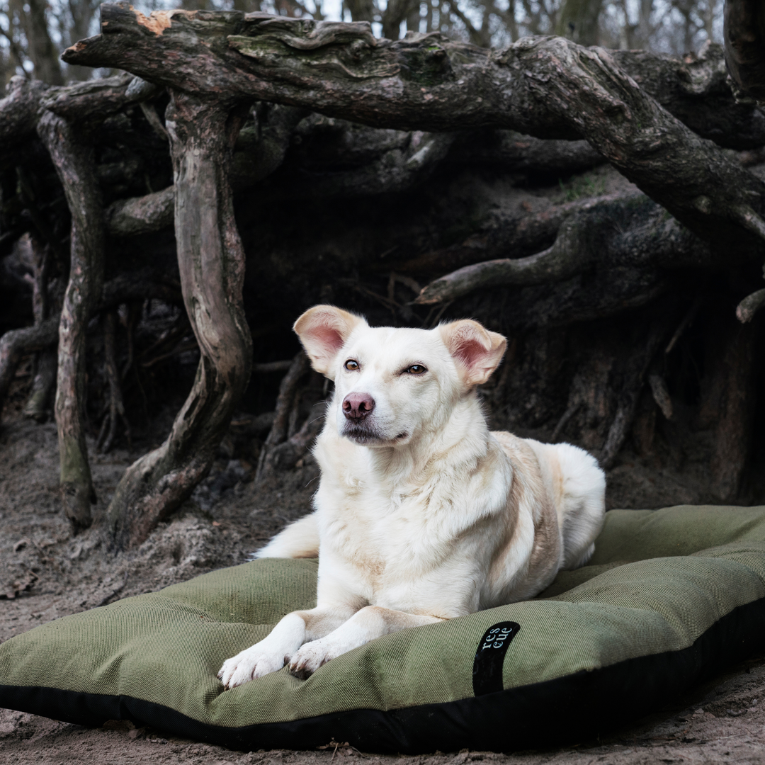 Cloud7 - RESC7UE Dog Pillow with waterproof bottom, shown outdoors with a relaxed white dog lying on it.