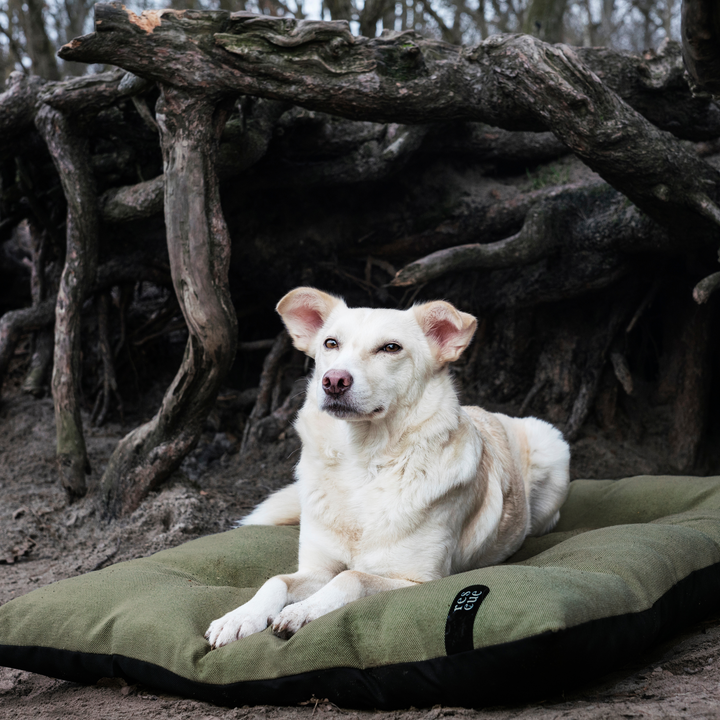 Cloud7 - RESC7UE Dog Pillow with waterproof bottom, shown outdoors with a relaxed white dog lying on it.