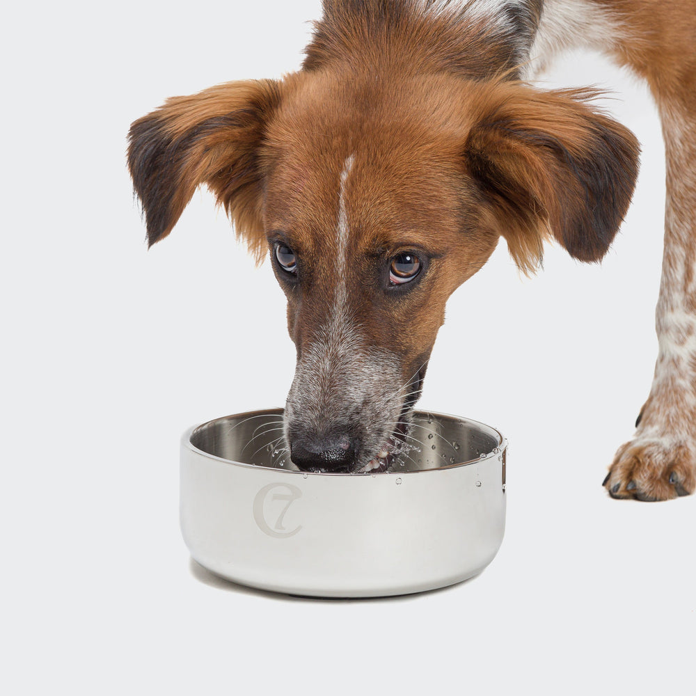 Cloud7 - DYLAN Stainless Steel Dog Bowl with anti-slip base and matte inner finish, safe and durable for feeding or water.