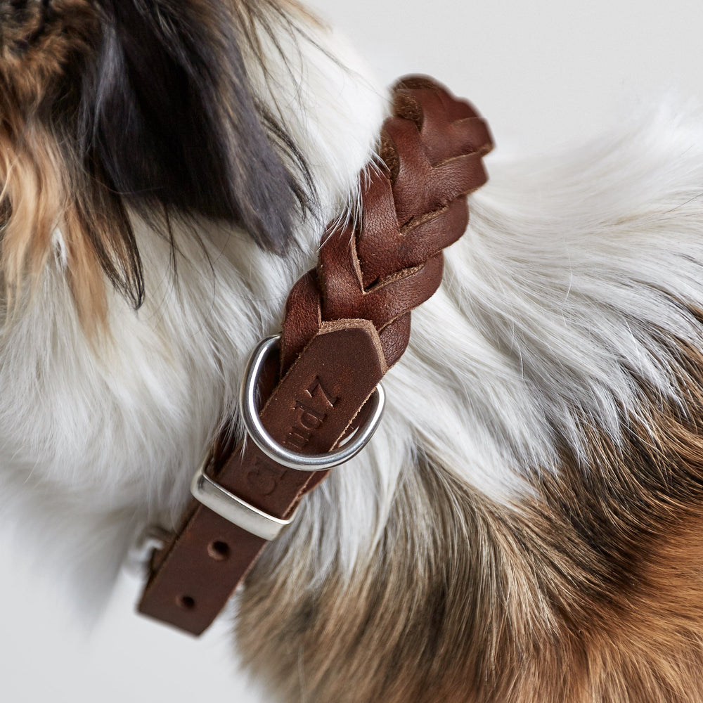 Cloud7 - CENTRAL PARK Leather Collar braided brown leather with metal ring on dog with tricolor fur