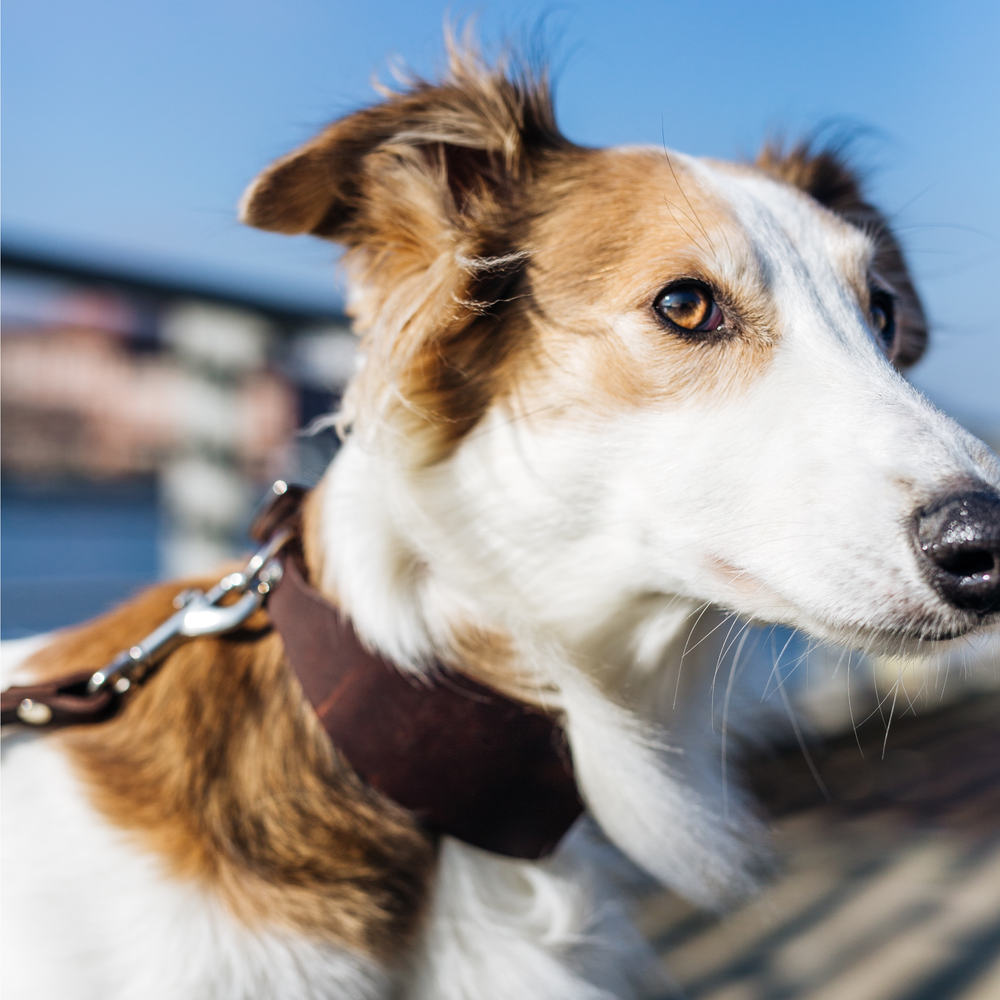 Cloud7 - REGENT PARK Whippet & Greyhound Collar in dark brown leather on a white and brown dog outdoors.