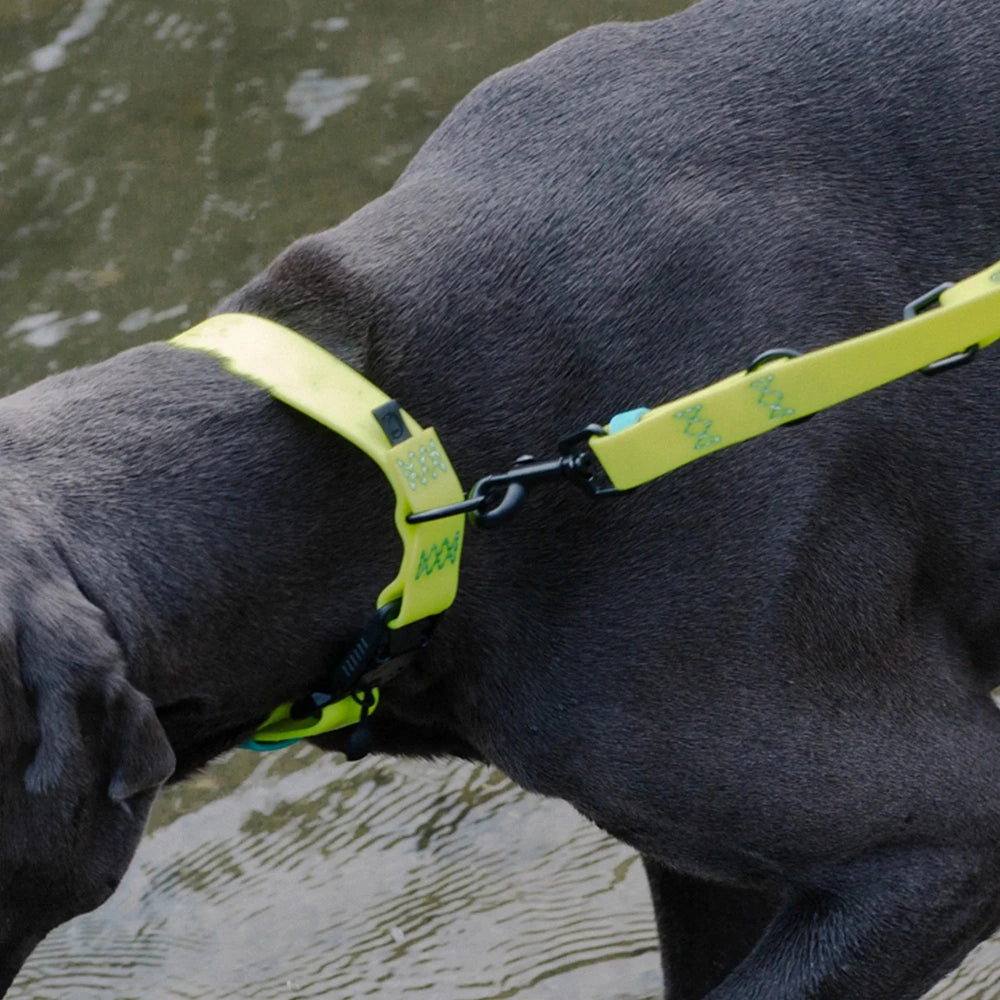 Cloud7 - IPANEMA Dog Collar BioThane® in Neon Yellow Aqua with magnetic buckle on a dog near water.