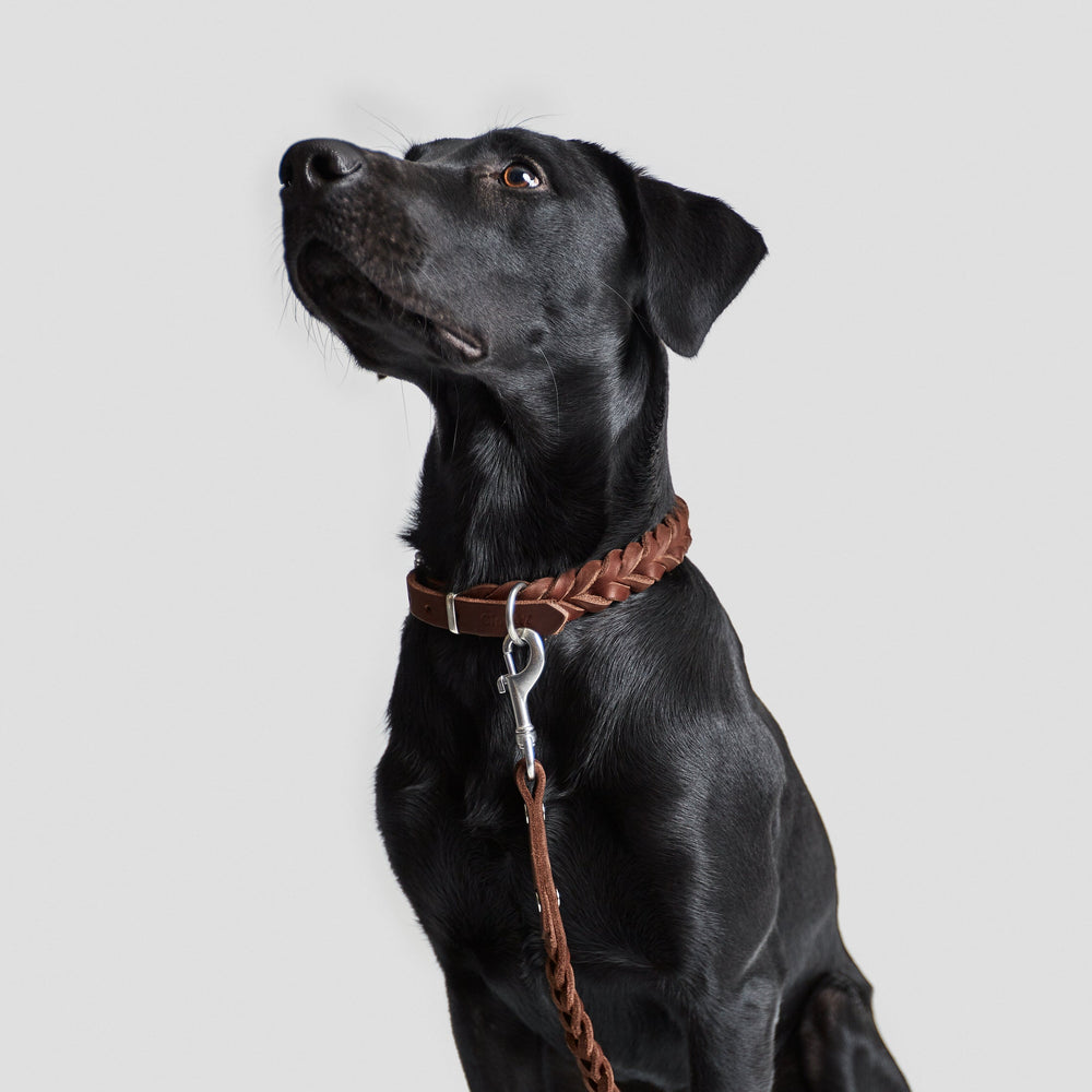 Black dog wearing a braided leather collar and leash set from Cloud7 - CENTRAL PARK Leather Leash collection.