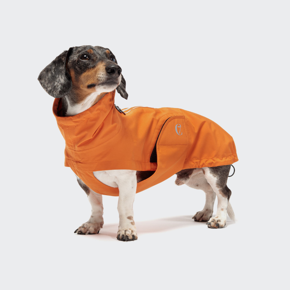Dachshund wearing Cloud7 Dachshund Raincoat Dublin in bright orange with adjustable fit and reflective zipper.
