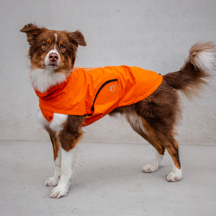 Dog wearing bright orange Cloud7 - Dog Raincoat Dublin with reflective zipper and adjustable fit standing on a gray floor.