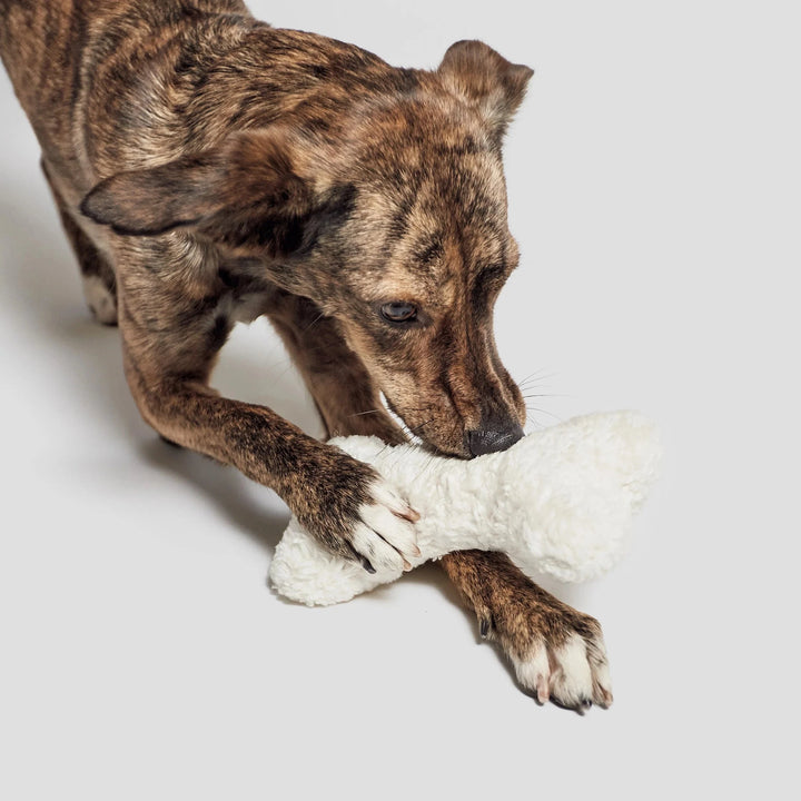 Dog playing with sustainable white plush bone toy for wellbeing made of recycled wool and polyester by Cloud7 - BONE Nature White Plush