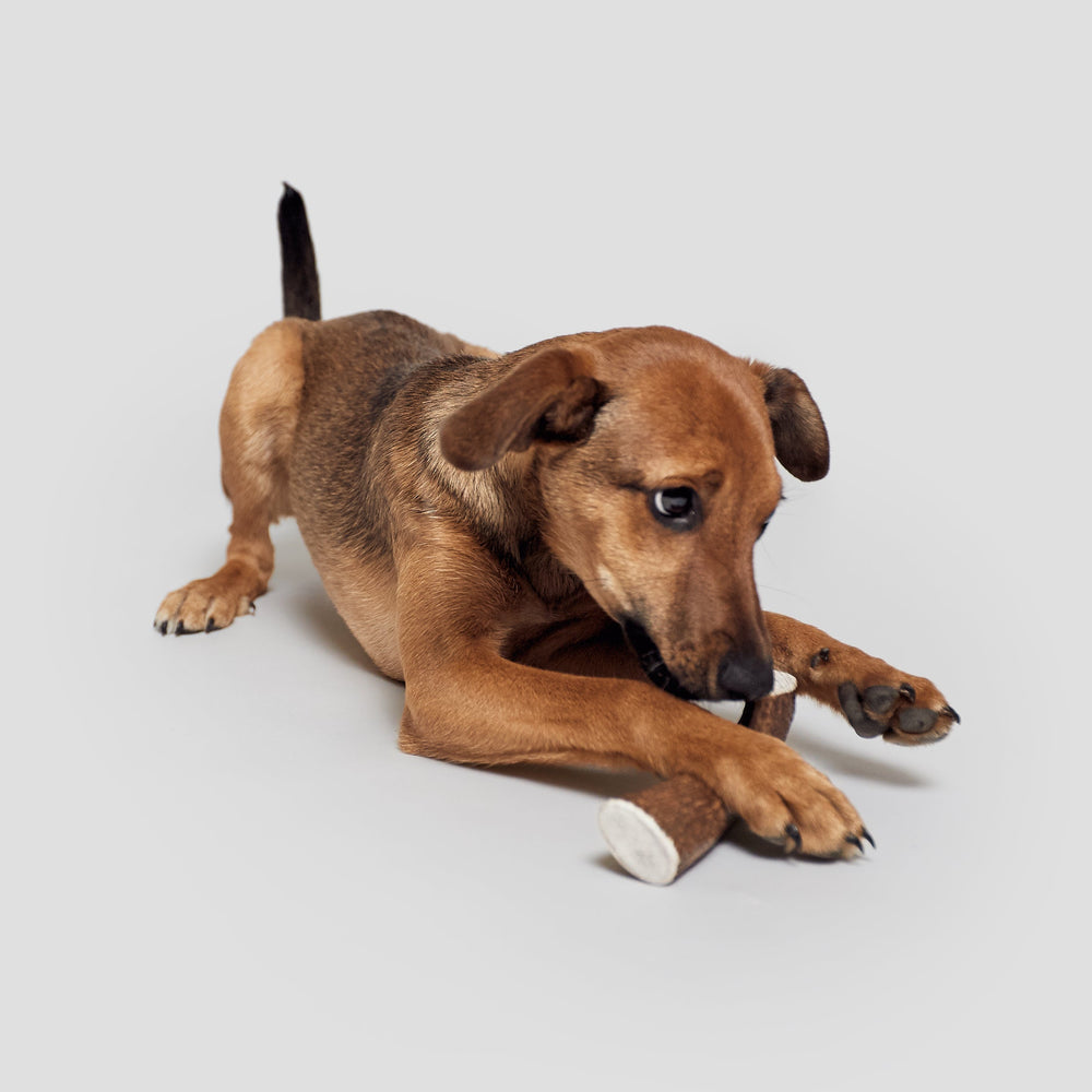 Dog chewing on Cloud7 - NATURAL HORN Chew Toy made from sustainably sourced deer antlers for dental health.