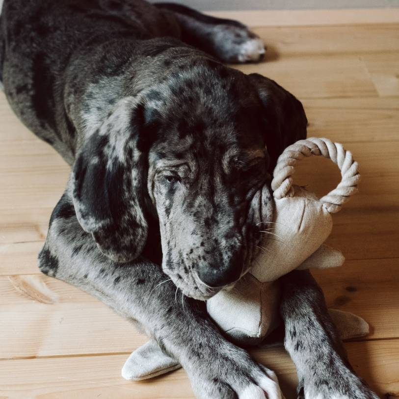 Cloud7 - MOLLY RABBIT Dog Toy being chewed by a puppy, featuring a sustainable rabbit-shaped design with a rope handle.