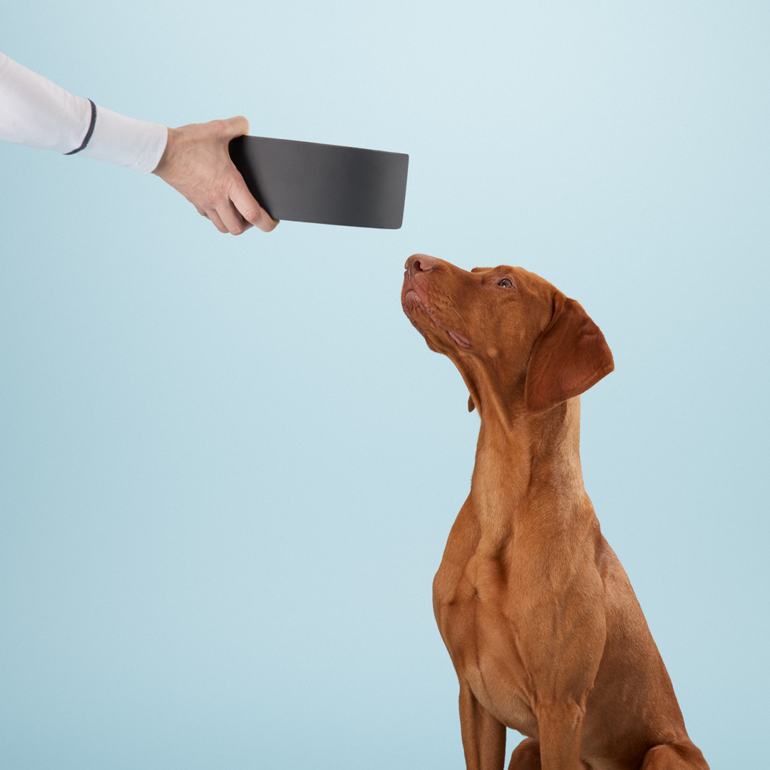 A brown dog sits attentively while a hand offers a sleek, modern dog bowl. The bowl’s minimalist design features a black exterior, ideal for eco-conscious dog owners seeking stylish, high-quality dog accessories. Perfect for maintaining water at a cool temperature, this premium accessory is a practical and sustainable addition to any dog’s feeding routine.