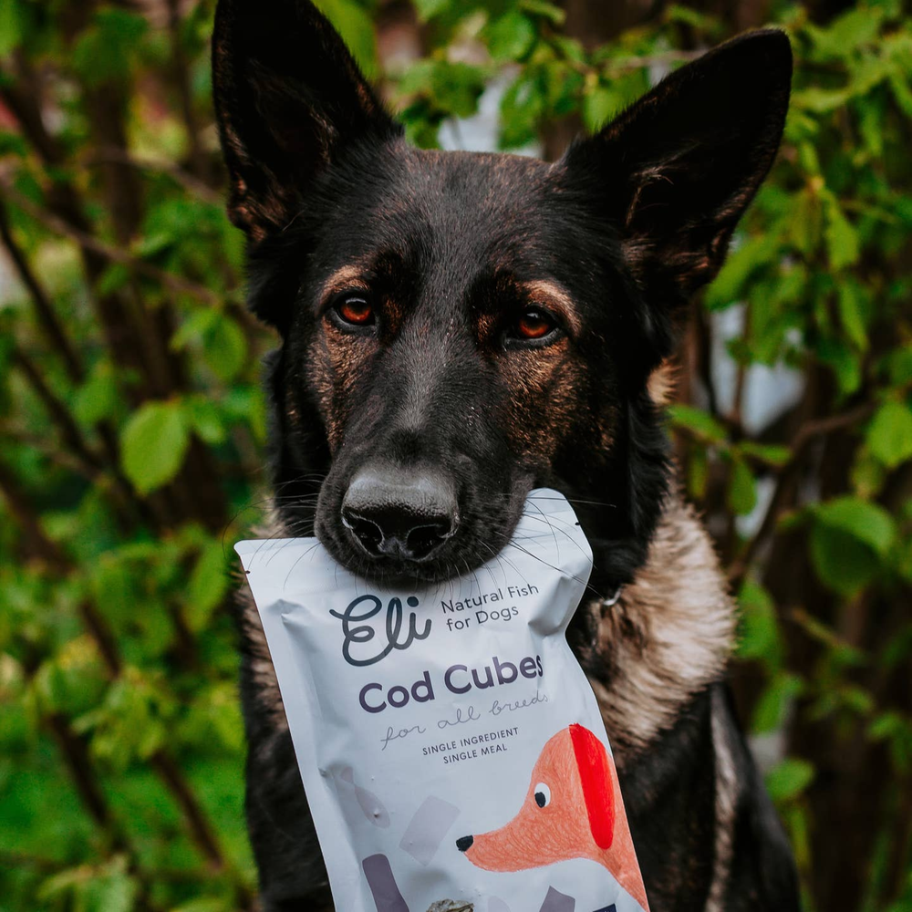 Black and brown dog holding dried cod cubes dog treat pack, healthy natural snack for wellbeing, Eli Cod Cubes Treat