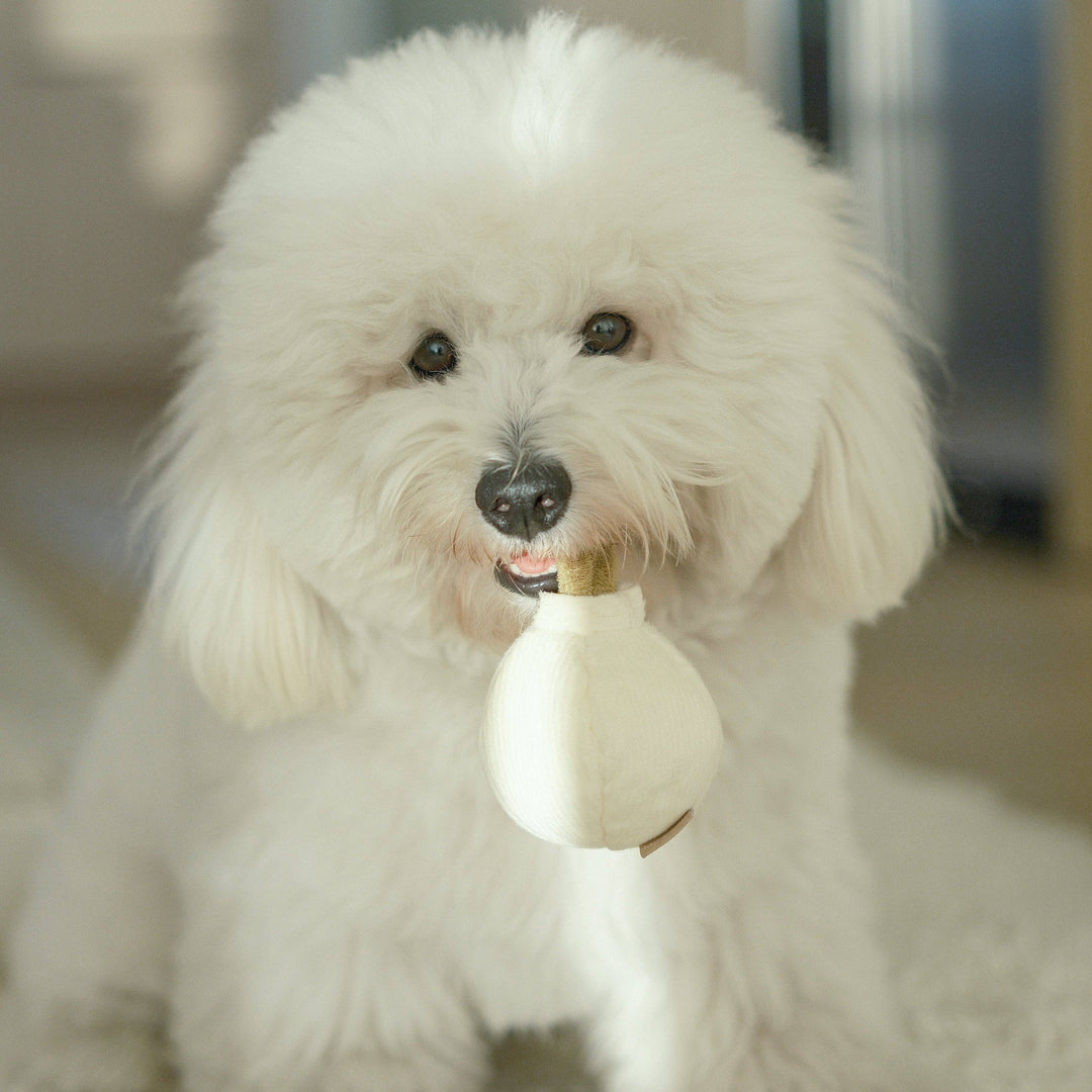 Lambwolf - GARLIC POP: bouncy + squeaky