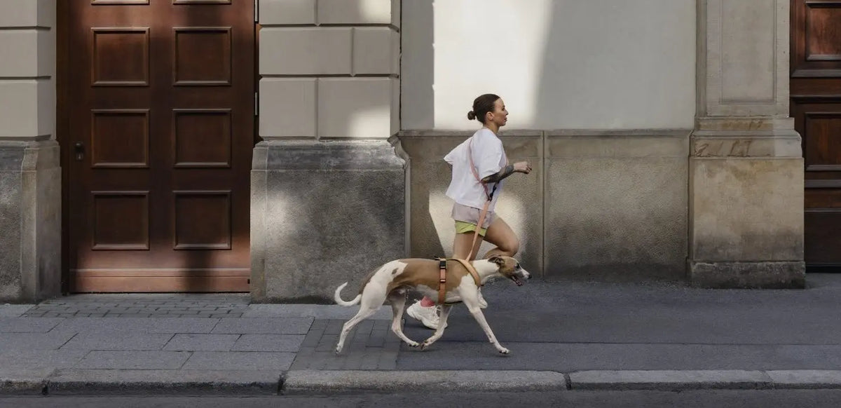 A woman jogging on a city sidewalk next to a large stone building, wearing a white sleeveless top and beige shorts while carrying a brown and white dog on a leash.