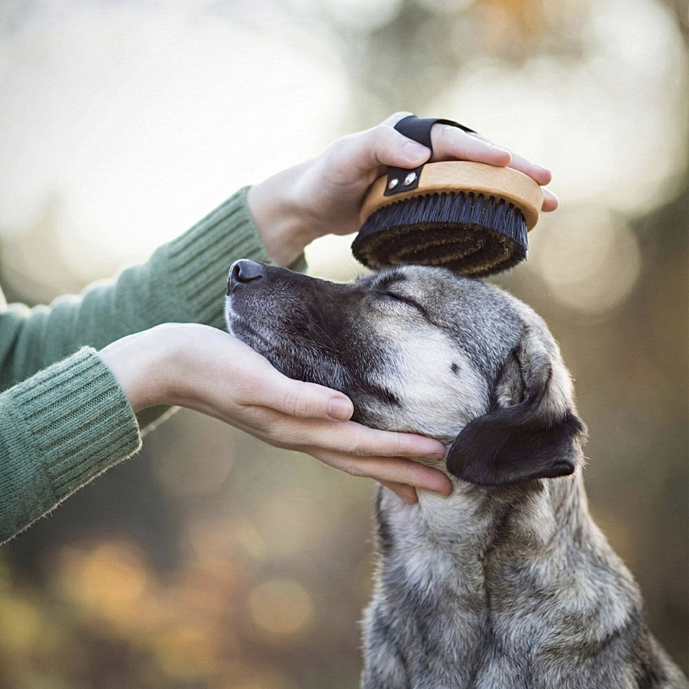 Lila Loves It - Short Hair Brush - OhMyDog&Co