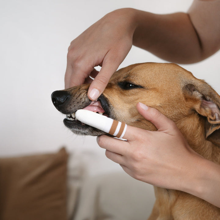 Lila Loves It - Dental Care Set - OhMyDog&Co