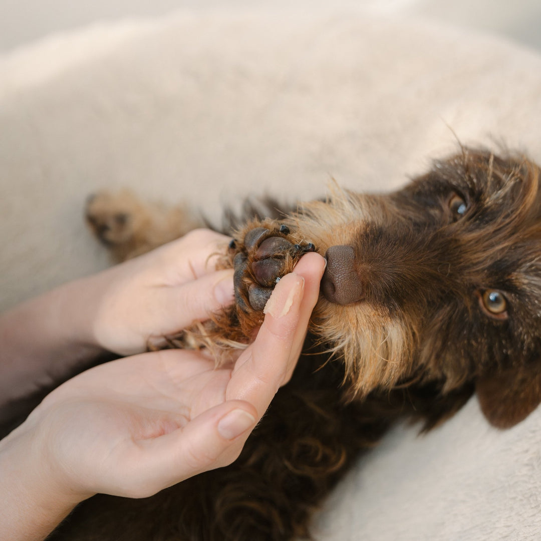 Lila Loves It - Paw Care Nourishing Balm - OhMyDog&Co