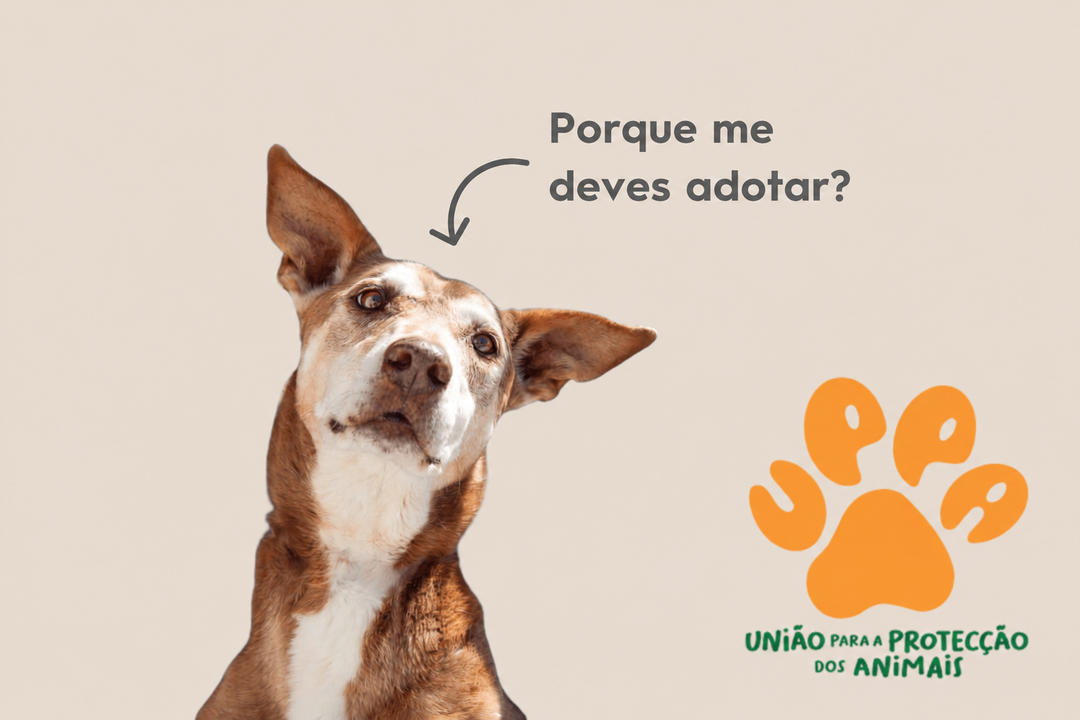 Porque me deves adotar? — UPPA.