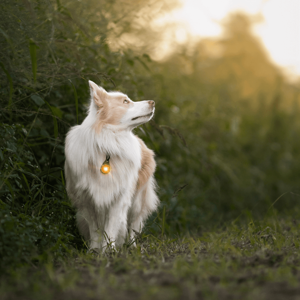 Orbiloc Dog Dual LED Safety Light - OhMyDog&Co