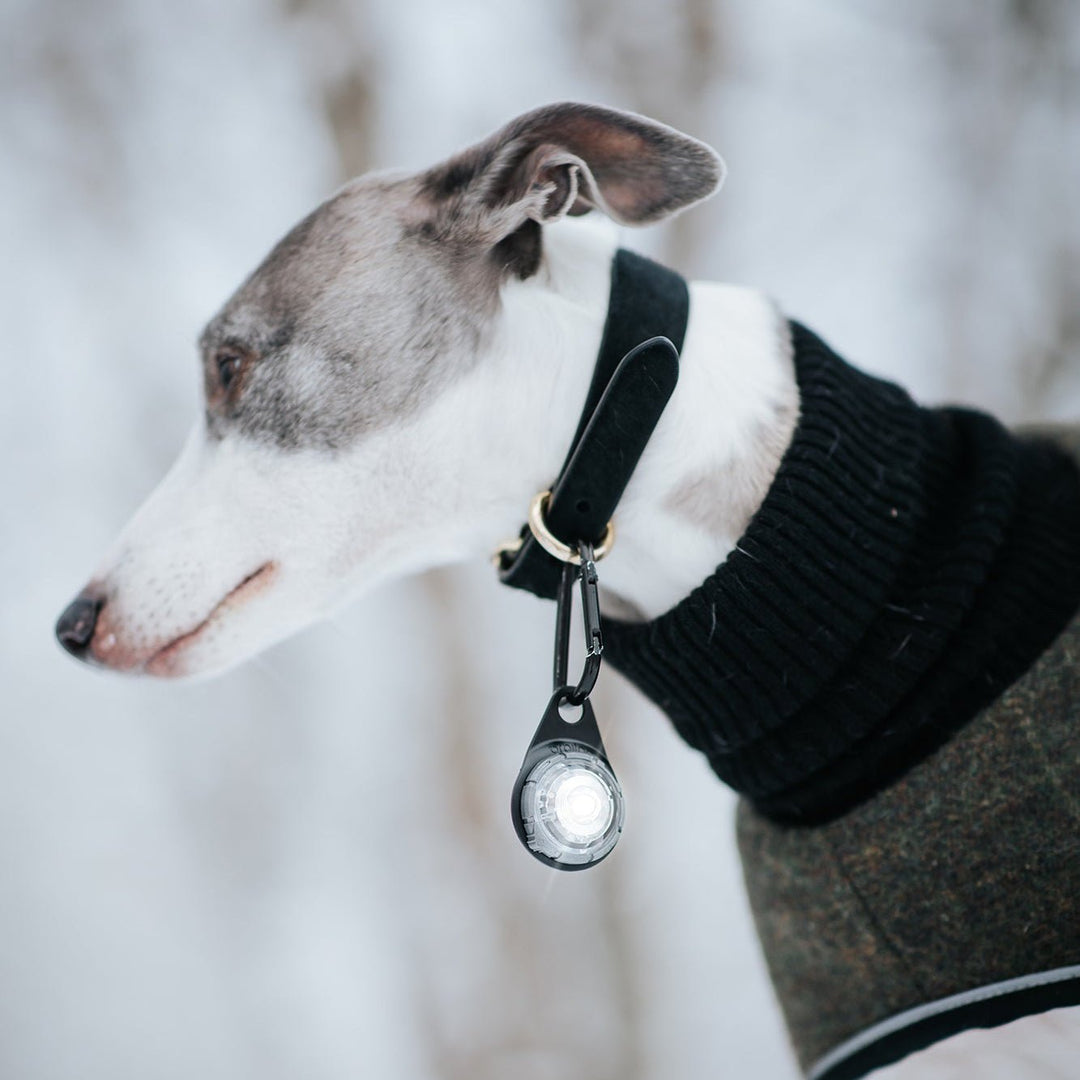 Orbiloc Dog Dual LED Safety Light - OhMyDog&Co