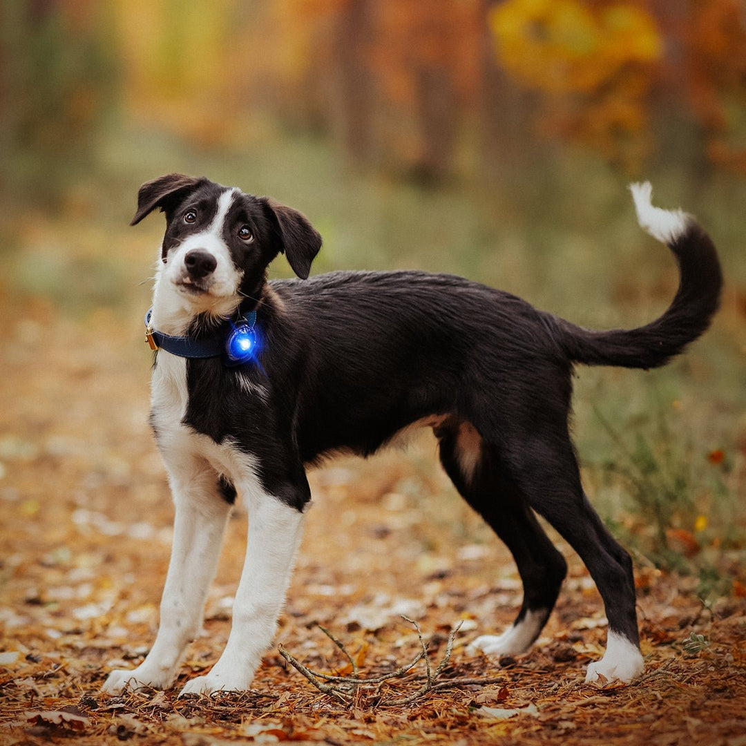 Orbiloc Dog Dual LED Safety Light - OhMyDog&Co