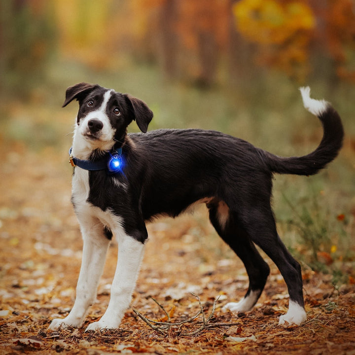 Orbiloc Dog Dual LED Safety Light - OhMyDog&Co