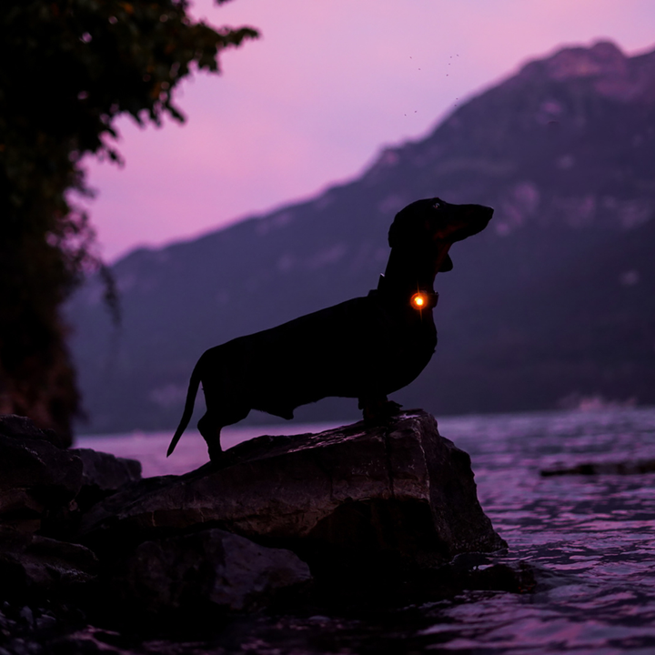 Orbiloc Dog Dual LED Safety Light