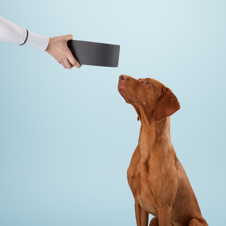 Um cão castanho senta-se atentamente enquanto uma mão lhe oferece uma tigela para cães elegante e moderna. O design minimalista da tigela apresenta um exterior preto, ideal para donos de cães com consciência ecológica que procuram acessórios elegantes e de alta qualidade para cães. Perfeito para manter a água a uma temperatura fresca, este acessório de qualidade superior é uma adição prática e sustentável à rotina alimentar de qualquer cão.