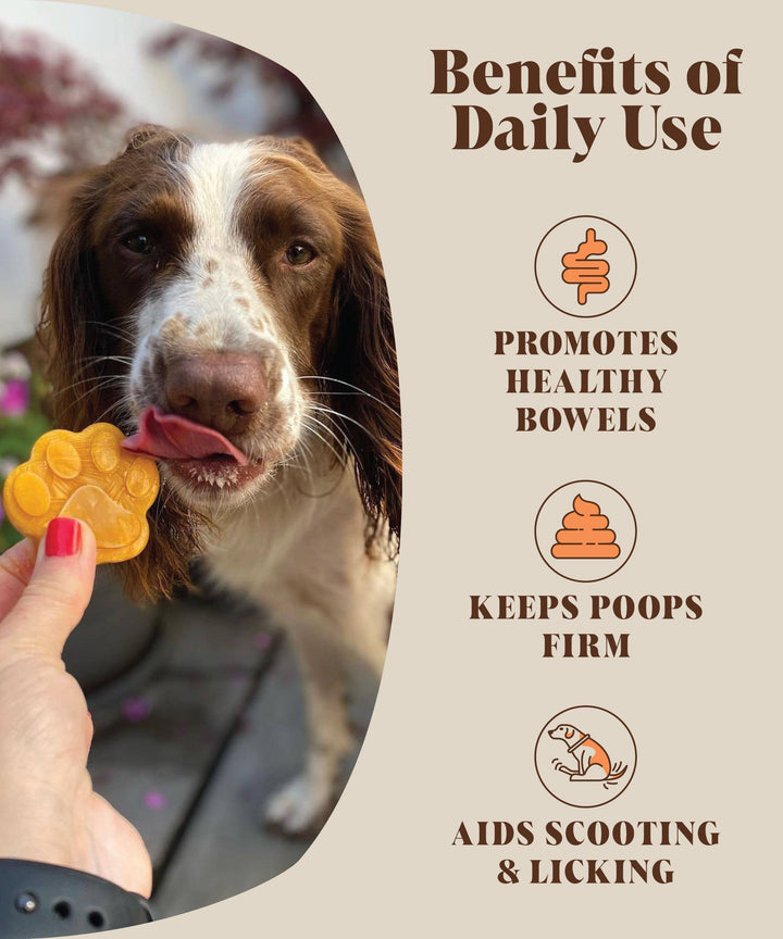 Hackney Dog House - Puré de Abóbora em Pó para Cães
