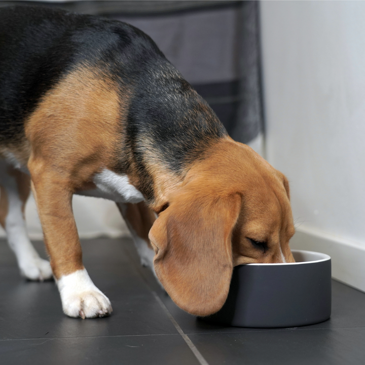 A beagle enjoys a meal from a cool dog bowl designed to keep water at a cool temperature. The innovative design highlights eco-friendly, ethical dog care. The premium, high-quality dog gear reflects an affordable luxury pet lifestyle, ideal for environmentally conscious dog owners who value sustainable dog accessories and ethical dog brands.