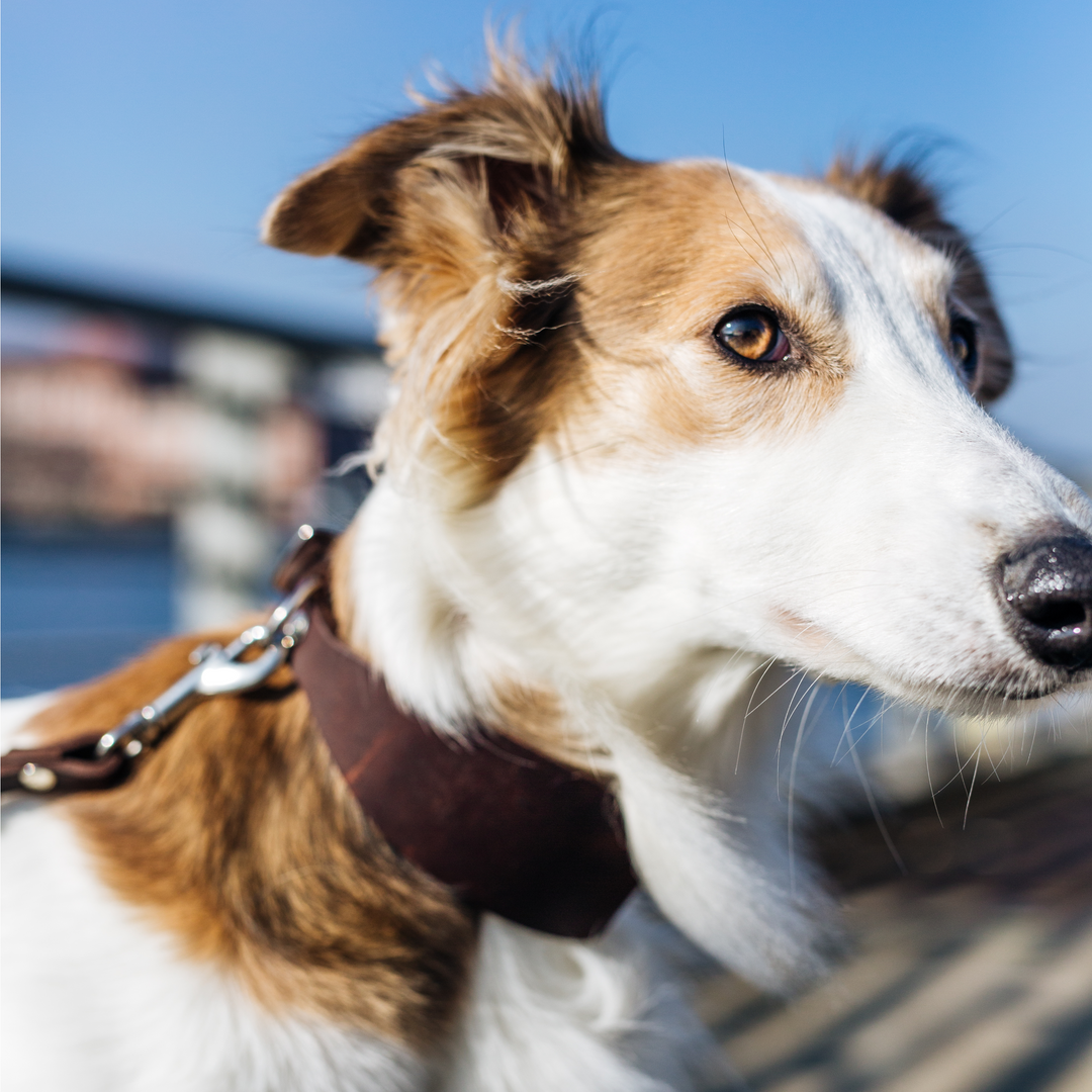 Cloud7 - REGENT PARK Greyhound Collar